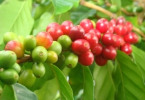 Giá cà phê hôm nay ngày 07/12/2024