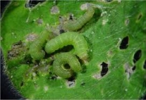 Một số loại sâu bệnh trên cây dưa, hoa màu 