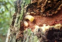 Dấu hiệu của cây khi bị sâu đục thân cây sầu riêng tấn công