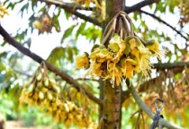 Quy trình chăm sóc cây sầu riêng giai đoạn tạo mầm và xử lý ra hoa, đậu trái