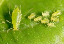 Cách phòng ngừa sâu bệnh trên cây dưa lưới trồng trong nhà màng